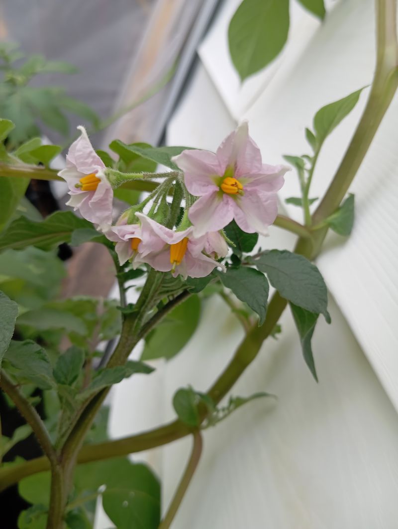 Solanum tuberosum